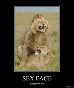 funny sex face demotivational lions fucking